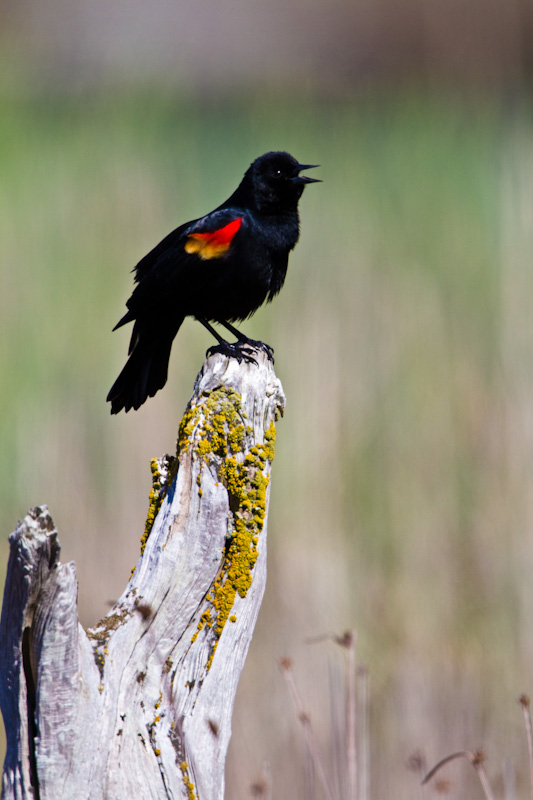 Red-Winged Blackbird